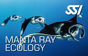Manta Ray Ecology